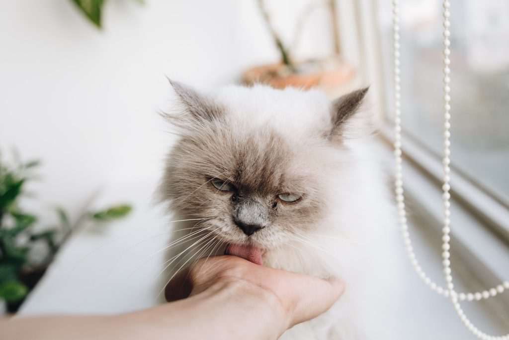 How To Take a Pet Away From a Dementia Patient